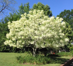 White-Fringetree